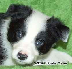 Black and white, MaLE, border collie puppy